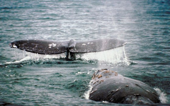 Gray whales come right up to boats in Scammon's Lagoon in Baja.