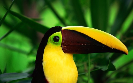 One of the many toucan species that calls Punta Sal its home.
