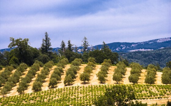Sonoma Valley vineyards celebrate each fall with Sonoma County Wine Country Weekend events.