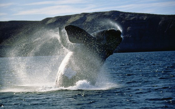 A killer whale is one of the many animals you can see on a whale-watching tour.