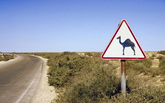 Group tours include camel treks in the desert.