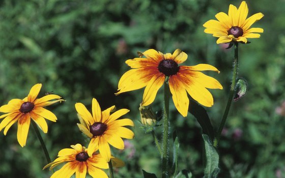 Learn to identify area wildflowers at Midland's Chippewa Nature Center.