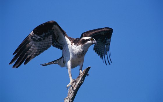 It's not uncommon to spot an osprey while visiting Stump Pass Beach State Park.