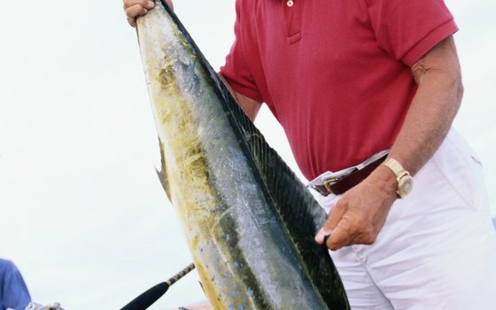Mahi-mahi, or dorado, has an unusual yet delicious flavor and is one of the best fighters in the sea.