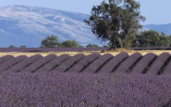 Provence is known for its vast lavender fields.