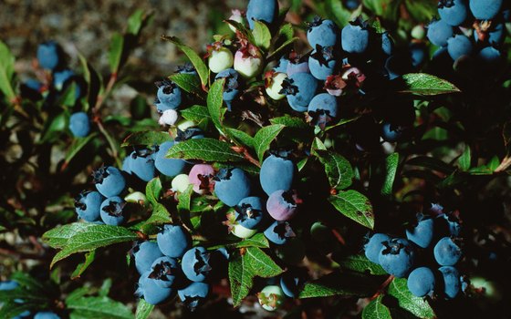 Blueberry picking is available in Shelby County.