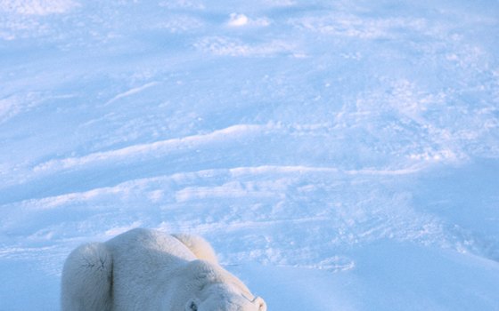 Polar bears are seasonally plentiful in the vicinity of Churchill, Manitoba.