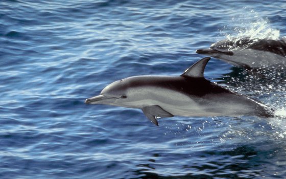 Federal law prohibits feeding dolphins and other marine mammals.