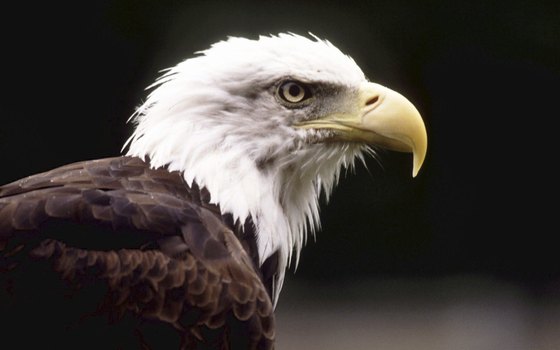 The American Bald eagle makes its home in the rainforests in Alaska.