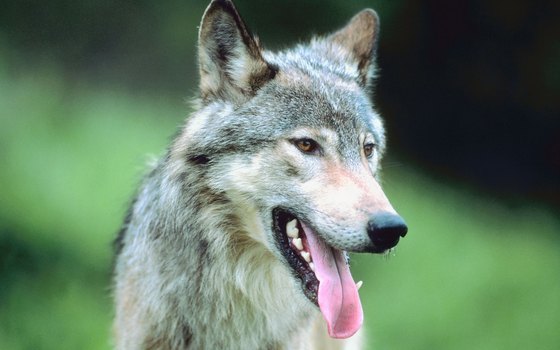 Common in Alaska, wolves are often, nonetheless, elusive.