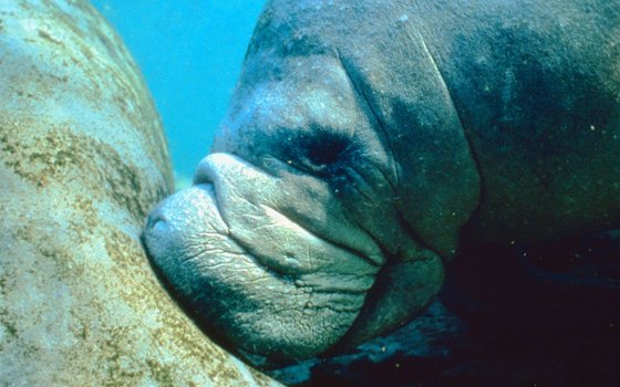 The Sirenia gets its name from the scientific name for manatee.