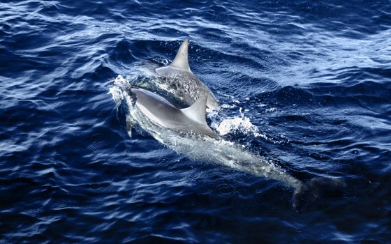 Bottlenose dolphins love to play in the wake of speeding boats.