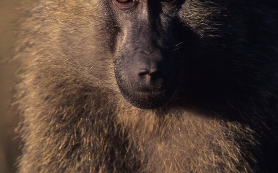 Baboons are unmistakable, volatile and highly social primates of grasslands and woodlands.