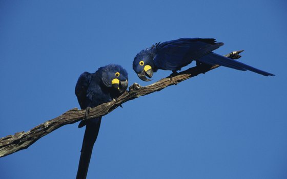 Hyacinth macaws, the world's heftiest parrots, find refuge in the Pantanal.