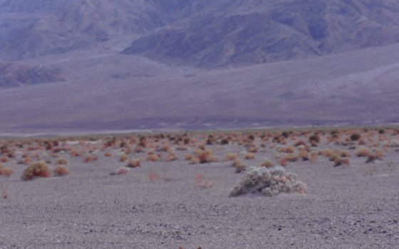 Behind this coyote, alluvial fans flank the mountains rimming Death Valley.