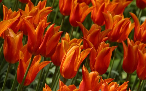 Tulips bloom along Holland streets for six miles during Tulip Time Festival.