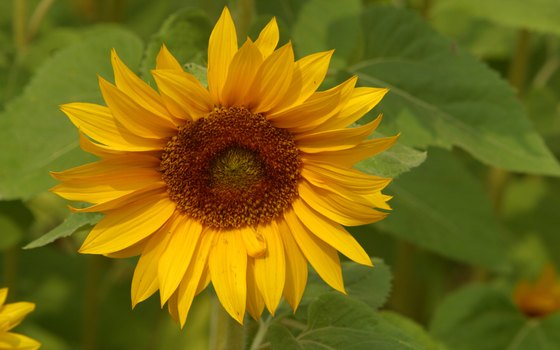 Midland's Dow Gardens features a children's garden.