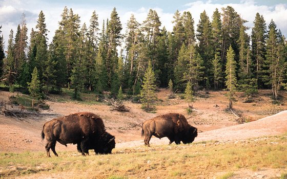 When driving, be on the lookout for bison, deer, elk and other wildlife.