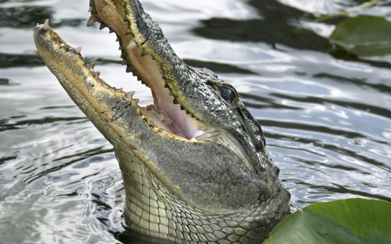 As the top predator in the Everglades, alligators are considered crucial to the area's eco-system.