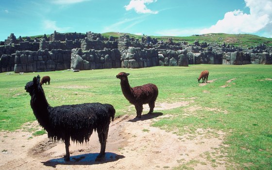 Look out for llamas who still call Inca's ancient sites home.