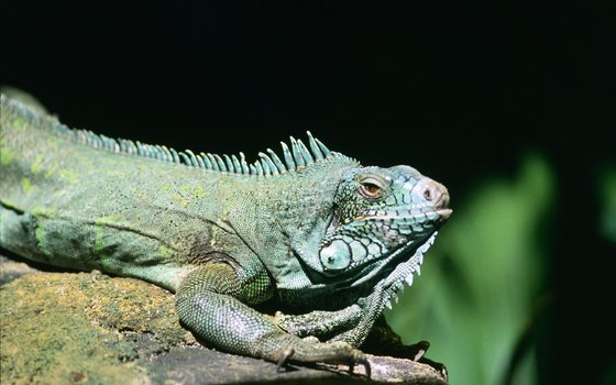 Iguana sightings are commonplace in Cahuita national park.