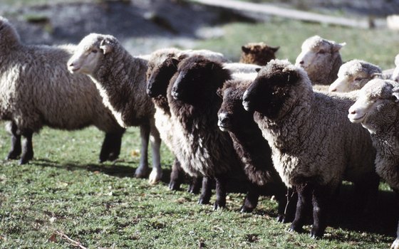 Sheep graze along some roadsides in New Zealand