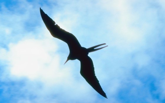 Magnificent frigatebirds are spotted seasonally in Galveston Bay.