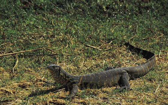 Long and tough, Nile monitors are formidable predators and scavengers.