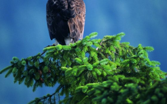 Enjoy viewing bald eagles at the Chilkat Bald Eagle Preserve.