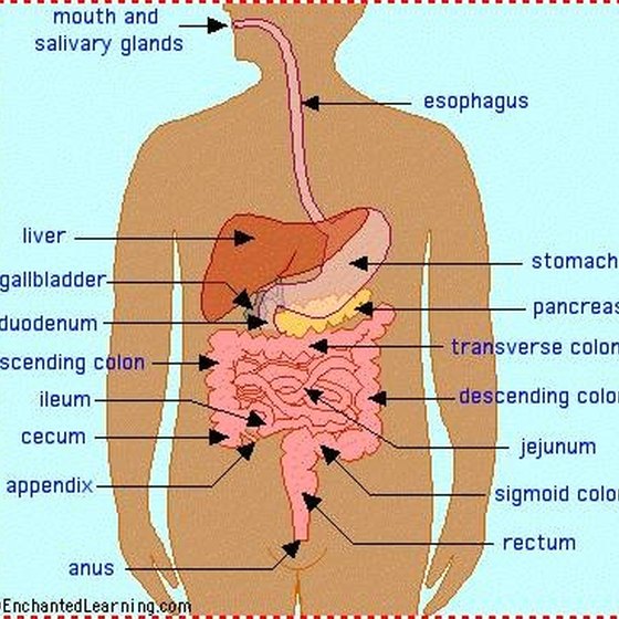 The Parts of the Digestive System | Healthy Living