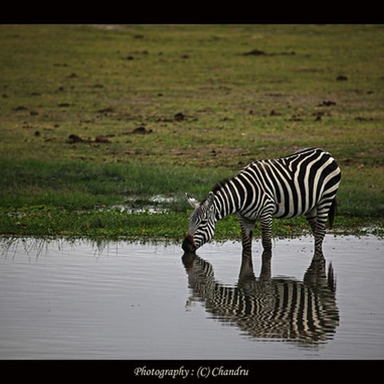 Chances to view wildlife abound in Africa.