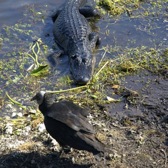 Alligators abound in southeast Georgia.