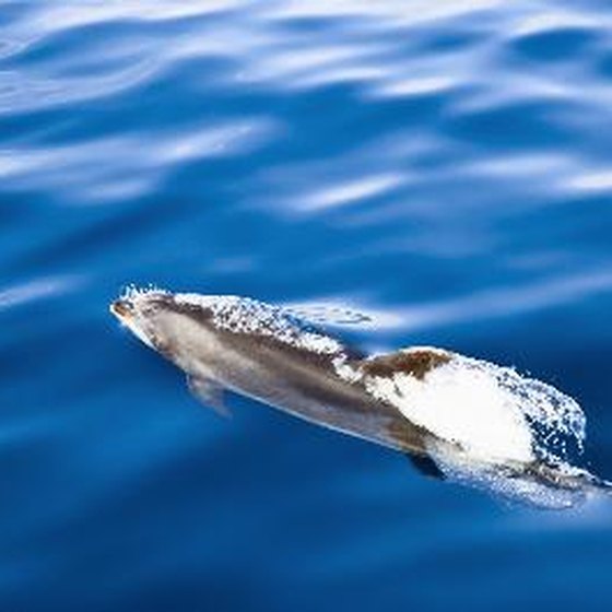 Dolphins are a common sight in Azorean waters.