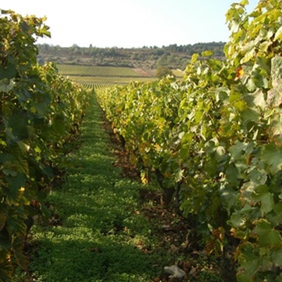 Pinot Noir and Chardonnay grapes are grown in the Burgundy wine region.