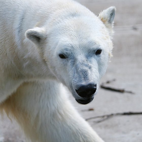 Polar bears are just one of the creatures visitors come across in Alaska.