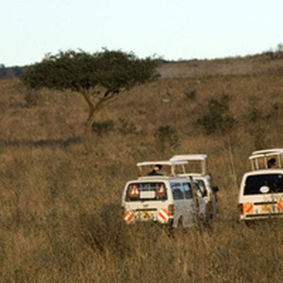 Tour groups out on safari