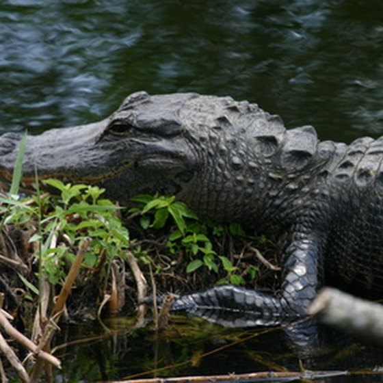 American alligators are among the denizens of Bogue Chitto National Wildlife Refuge on the Louisiana-Mississippi border.