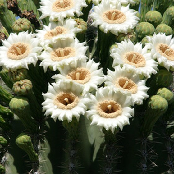 The saguaro blossom is the Arizona state flower; they're in view every spring throughout Tucson.