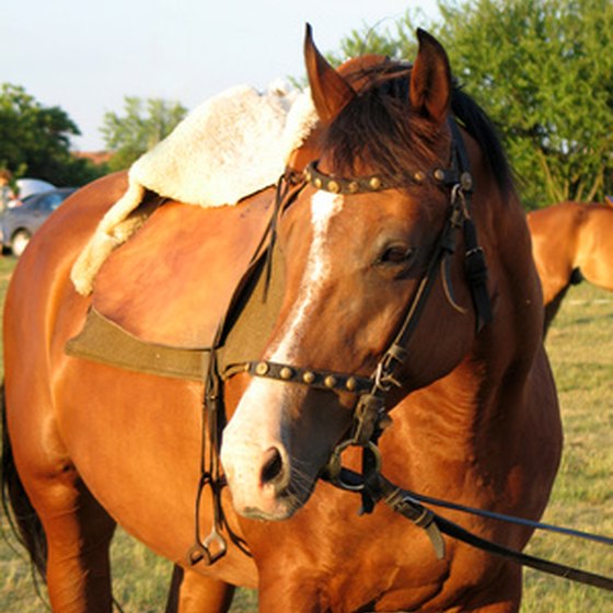RVers can ride horses in the Midland area.