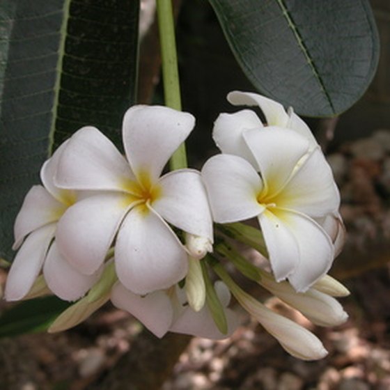 Plumaria are popular flowers for leis.