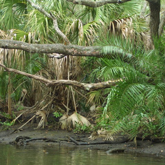 From swamp to shore, Florida RV parks have something for every traveler.