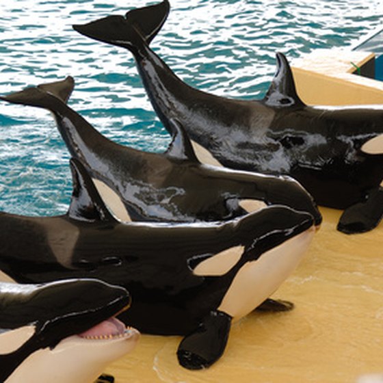 Shamu, the killer whale, may be the star of the show at Sea World, but the park has many other attractions to entertain guests.