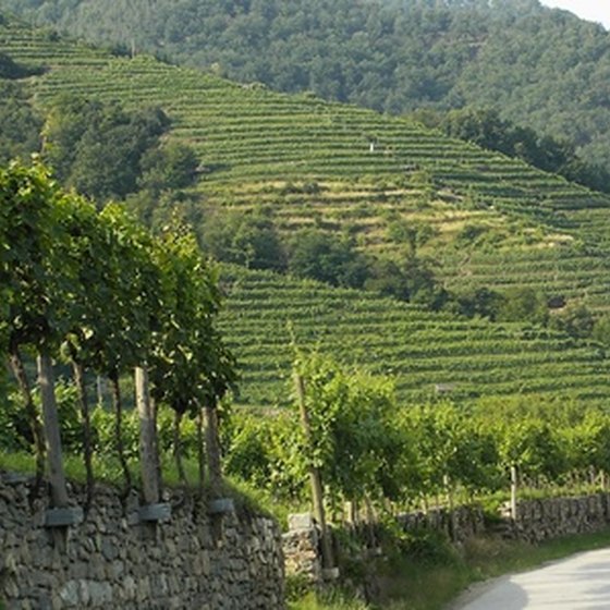 Tuscany is one of Italy's many wine-producing regions.