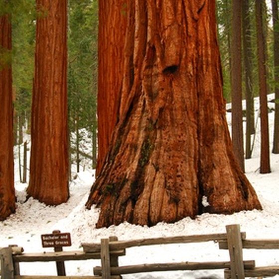 A redwood forest in the winter.