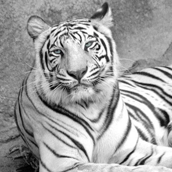 Montgomery Zoo features animals like the white tiger.