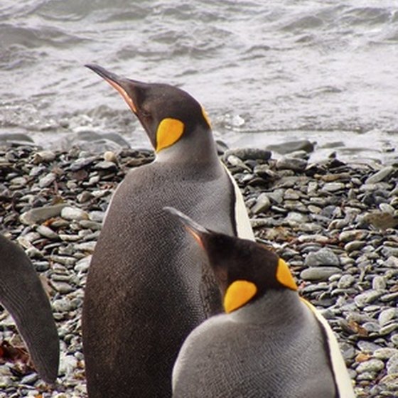 Penguins are commonly seen during Antarctica tours.