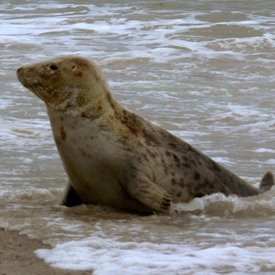 Seals are just one example of San Francisco's local sea life.