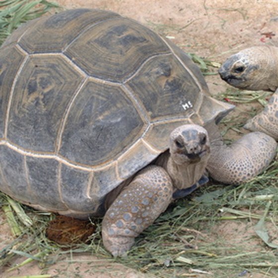 Giant Galapagos Tortoises are part of the wildlife of the Galapagos Islands.