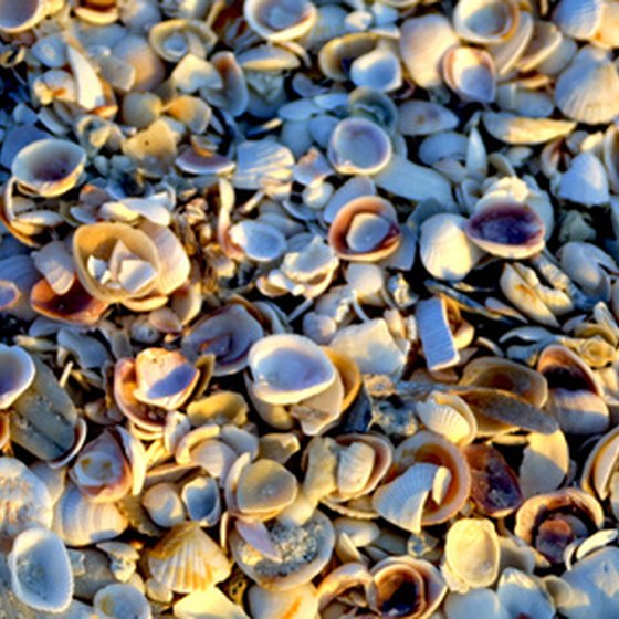 See seashells down by the seashore in Florida.