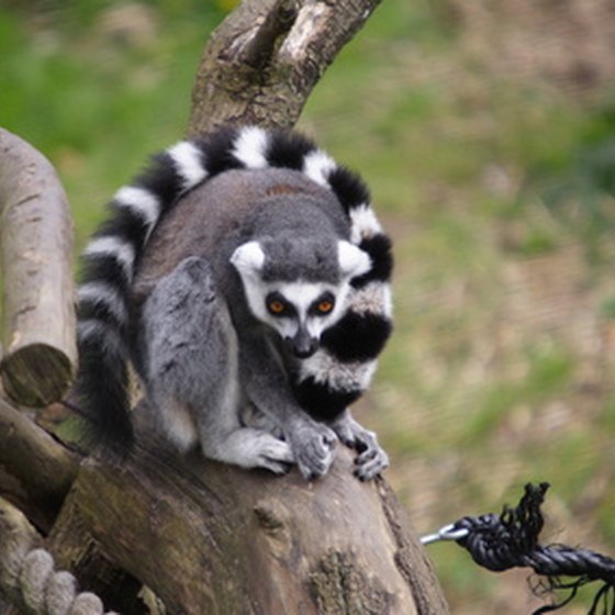 Madagascar's endemic lemurs are ia big tourist attraction.